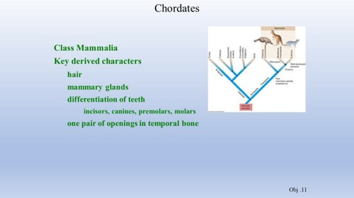 <p>The class of animals characterized by the presence of mammary glands and hair.</p>