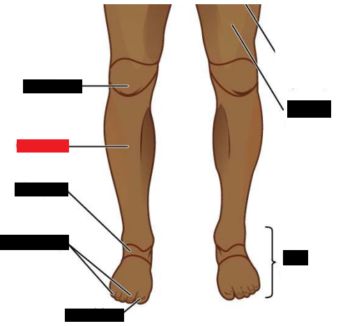 <p>“Leg”</p>