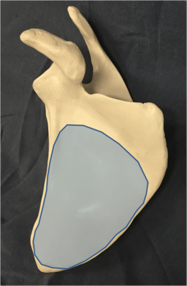 <p>Anterior surface which touches the ribs.</p>