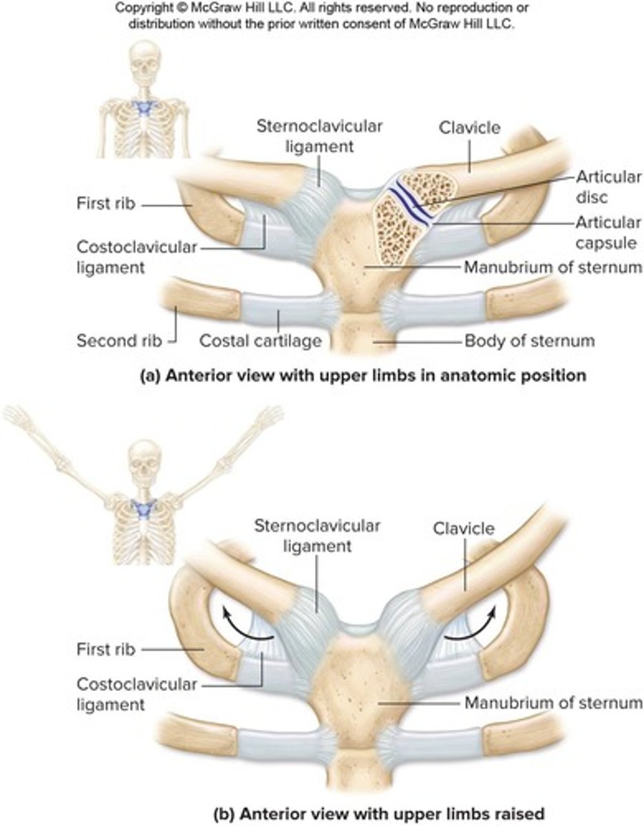 <p>diarthrotic saddle joint between manubrium of sternum and sternal end of the clavicle; articular disc separates two joint cavities.</p>