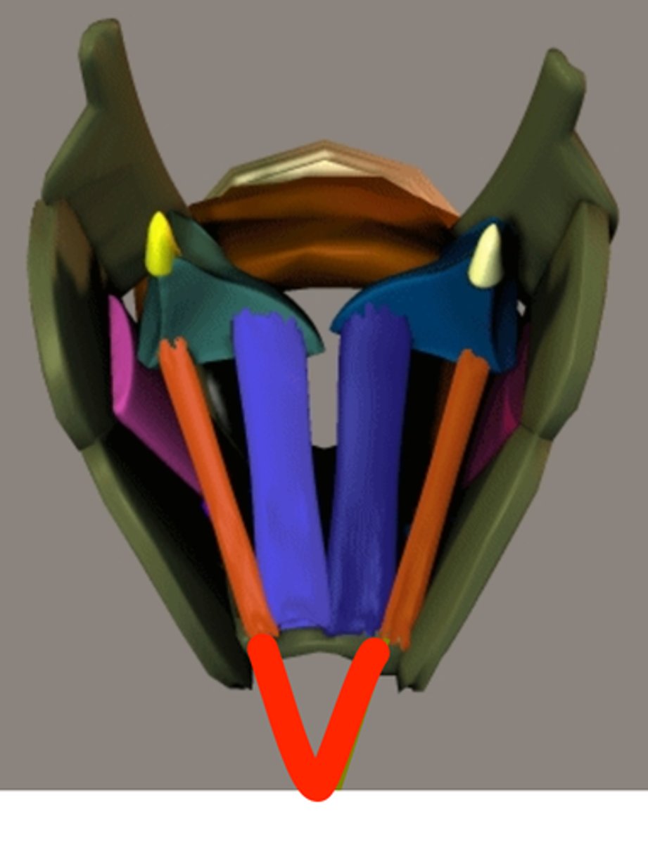 <p>oppose the thyrovocalis; when the thyromuscularis is contracted by itself, it rotates the arytenoid outward, leaving the folds more relaxed. The thyromuscularis is thus considered to be a relaxer for the folds.</p><p>originate from the notch of the thyroid cartilage and run to the muscular process of the arytenoid cartilages.</p>