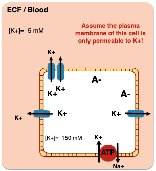 Pumping for life \n Na+/K+ pump generates  \n concentration gradient \n = stored energy \n concentration gradients  \n are potential energy  \n that can drive other solutes to move  \n against their concentration gradient.

\
Concentration Gradients = Potential Energy

Gibbs Free Energy

\
There is a net movement of K+ outside,  \n leaving negative anions inside.