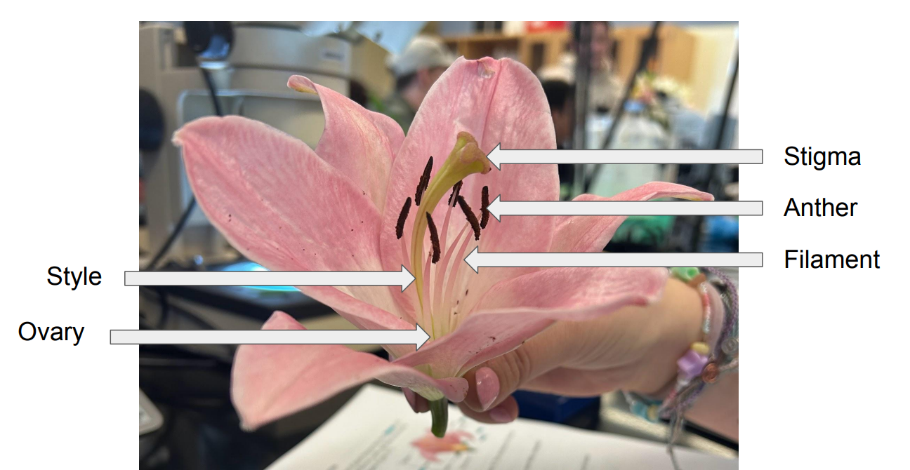<p>Carpel :</p><ul><li><p><u>Stigma</u> - top portion of carpel </p></li><li><p><u>Style</u> - stalk that hold the stigma</p></li><li><p><u>Ovary</u></p><p></p></li></ul><p>Stamen :</p><ul><li><p><u>Anther </u>- produces pollen</p></li><li><p><u>Filament</u> - stalk that holds the anther</p></li></ul><p></p><p></p>