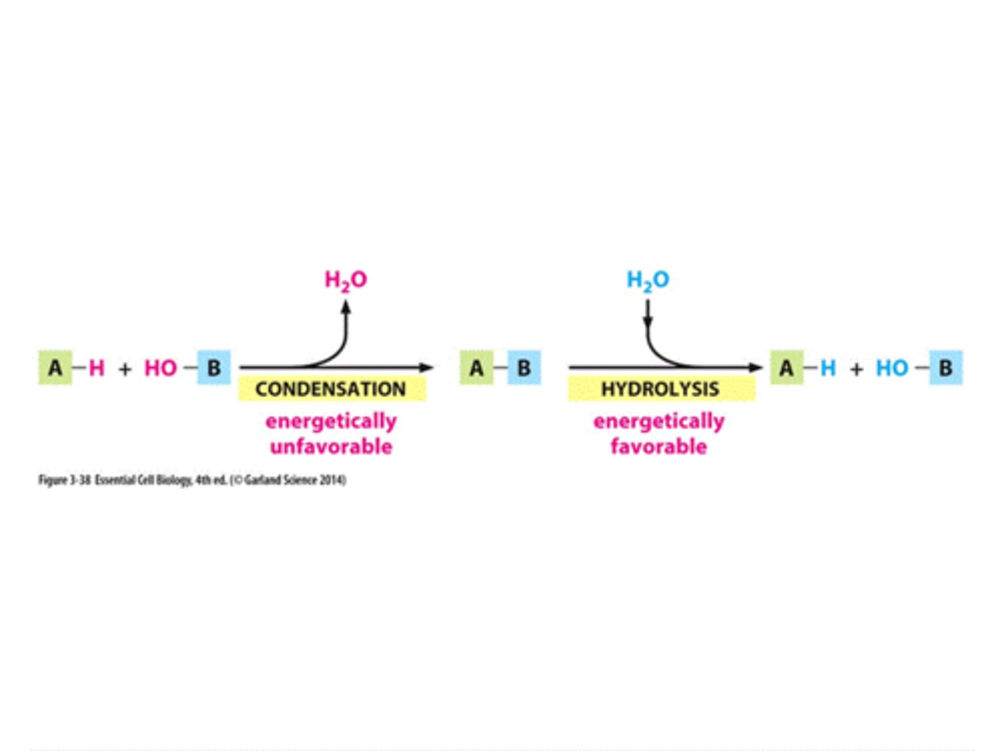 <p>condensation: the process that forms the macromolecules</p><p>↳ requires energy, energetically unfavorable</p><p>↳ loses/produces H₂O</p><p>hydrolysis: the process that breaks down the macromolecules</p><p>↳ loses energy, energetically favorable</p><p>↳ gains H₂O</p><p>-> applies to carbohydrates, proteins, and nucleic acids</p>
