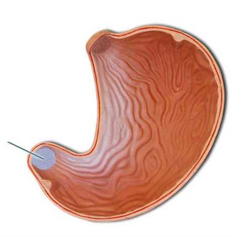 <p><span>The highlighted structure separates the stomach from the…</span></p>