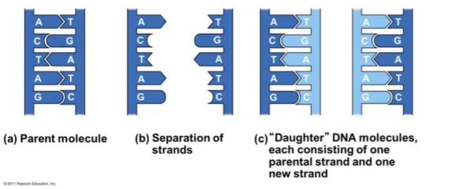 <p>DNA replication</p>