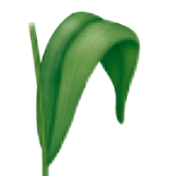 <p>monocot leaf venation</p>