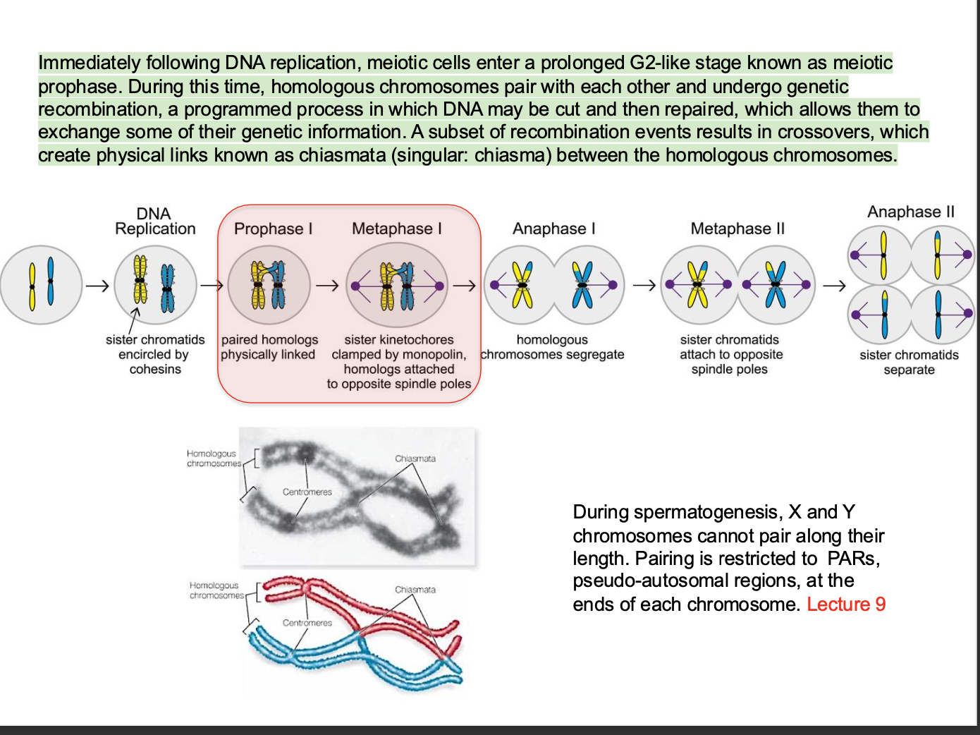 <p>Think G1 - S -G2 -M</p><p>After s = G2 phase</p><p><strong>MEOSIS - Sex cell division - formation of gametes </strong></p><p><strong>Meiotic prophase - (prolonged G2 stage)</strong></p><p><strong>GENETIC RECOMBINATION</strong></p><p>Homologous chromosomes PAIR + UNDERGO <strong>genetic recombination</strong></p><p>(One chromsomes from the mother and one from the father pair up) - Synapsis</p><p></p><p>During spermatogenesis X and Y chromosomes CANNOT PAIR ALONG THEIR LENGTH</p><p>Pairing only occurs at <strong>pseudo-autosomal regions</strong> at the end of each chromosome</p><p></p><p>Recombination process involves</p><p><strong>Cutting + Repairing</strong> of DNA - allowing exchange of genetic information. - specialised enzymes create d<strong>ouble strand breaks</strong> in the DNA of the chromatids of homologous chromosomes. </p><p>After the breaks - DNA is repaired by exchange of chromatids between homologous chromosomes  - Results in the <strong>MIXING OF GENETIC MATERIAL </strong>between the mother and the father - creating </p><p></p><p>Recombination:<br>Part of one of  the maternal chromosome is swapped with part of the paternal homologous chromosome </p><p></p><p>Cross overs:</p><p>Segments of<strong> chromatids from homologous chromosomes are exchanged </strong></p><p>Chromatids exchange genetic material through<strong> chiasmata </strong>-<strong> Physical links</strong> in homologous chromosomes where genetic material is exchanged </p><p></p><p></p><p><strong>RECAP: GENETIC diversity - meiosis - genetic recombination </strong></p><p><strong>Meiosis - Specialised reproductive cell division </strong></p><p>-During meosis - <strong>genetic combinations</strong> are randomly created </p><p><strong>-Exchanging sequences</strong> between maternal and paternal chromosomes BUT ALSO by independent assortment.</p>