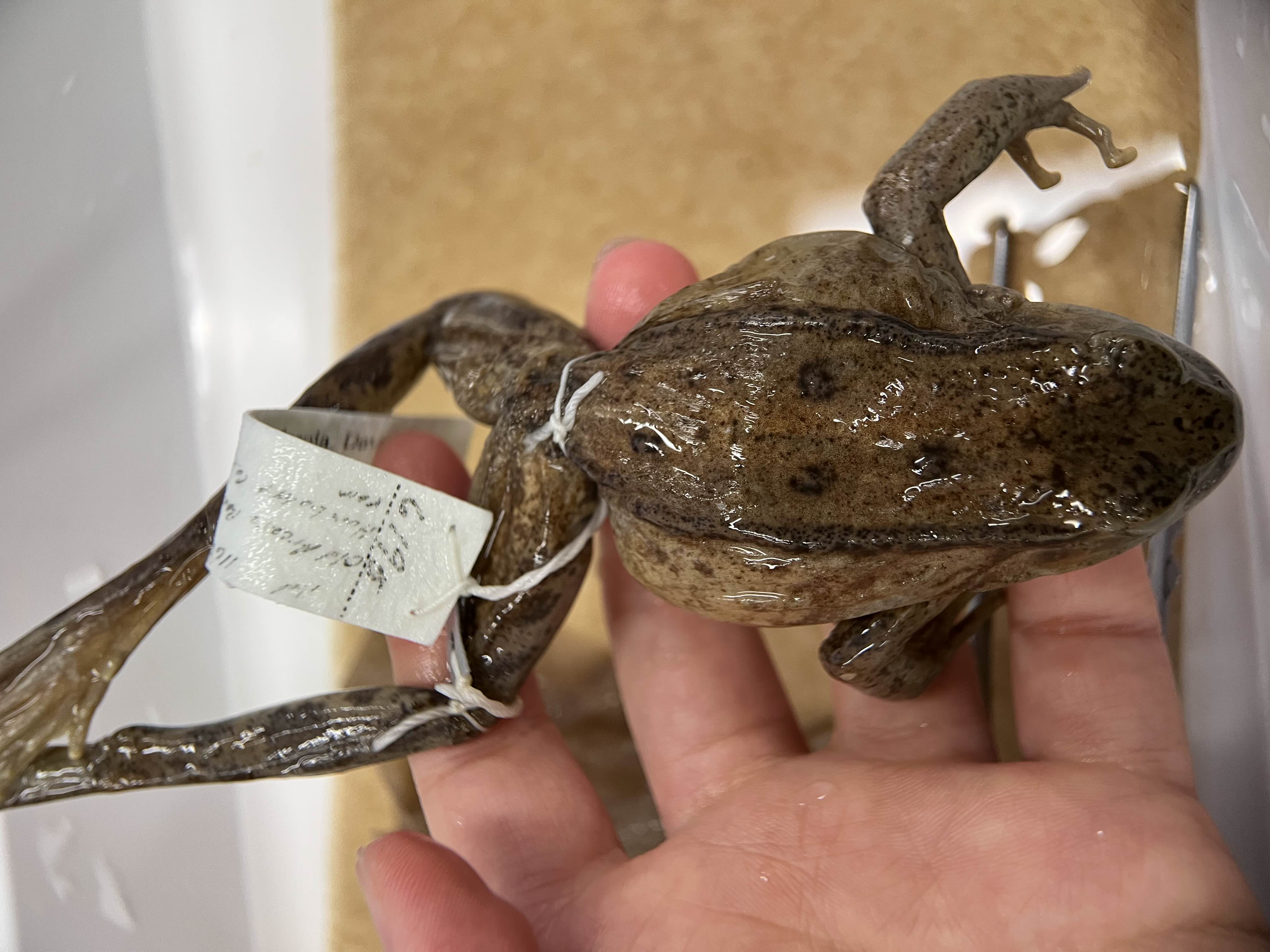 <p>Family + species?</p><ul><li><p>Dorsolateral fold</p></li><li><p>Jaw color doesn’t reach leg</p></li><li><p><strong>No vocal sac</strong></p></li><li><p>less spots</p></li><li><p><strong>North west California</strong></p></li><li><p>Special Concern</p></li></ul><p></p>