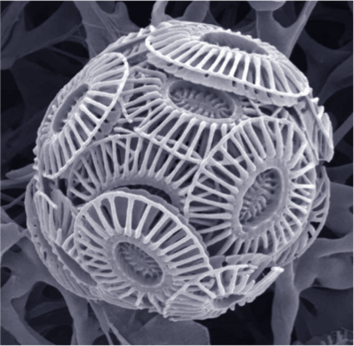 <p>microscopic algae with calcium carbonate shells, form the base of many marine food webs</p>