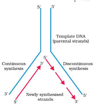 DNA replication