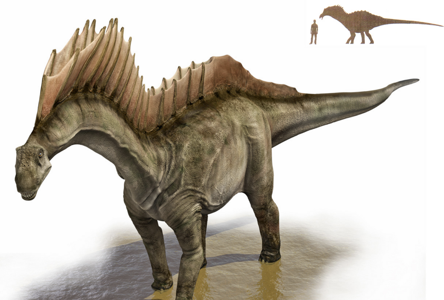 <p>Sauropod Saurischian dinosaur</p>