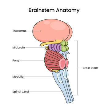 <p>controls automatic (involuntary) functions of the body, such as breathing, heart rate, and blood pressure<span>.</span></p>