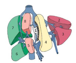 <ul><li><p><span>Claude couinad- a french surgeon and anatomist was the first to describe segmental liver anatomy</span></p></li></ul><p></p>
