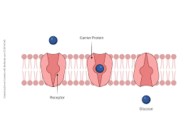 <p>Active transport occurs through transmembrane, integral () proteins; these are called (); there are three types: the () carries 1 molecule or ion; the () carries 2 different molecules or ions in the same direction; the () carries 2 different molecules or ions in different directions</p>