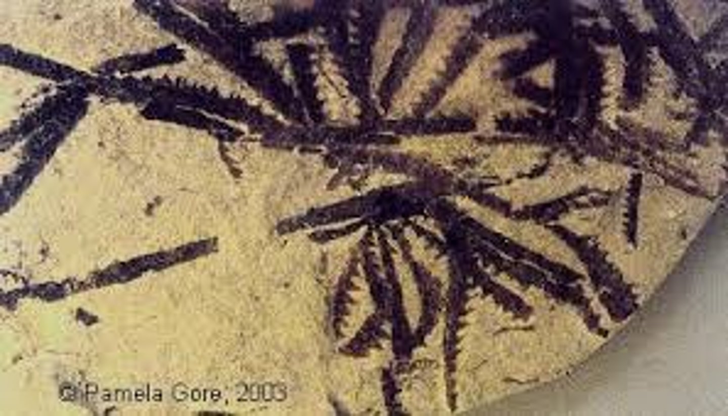 <p>A trace of an ancient organism that has been preserved in rock</p>
