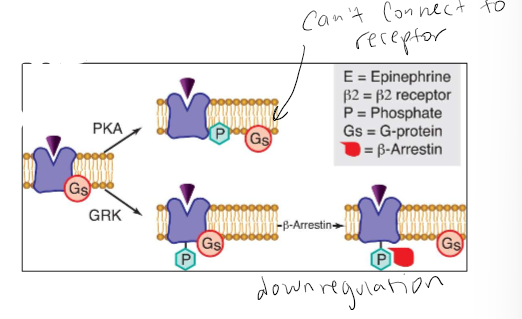<p>Phosphorylation: rapid and receptor mediated endocytosis: slow</p>