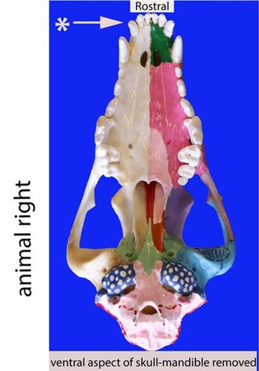 <p>Identify the general type of tooth the arrow is pointing to</p>