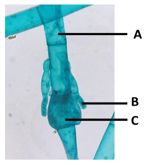 <p>Label structures A-C.</p>