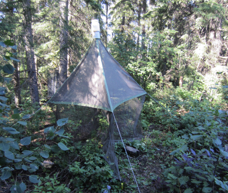 <p>inside out tent like trap which can be used in various circumstances</p><p>screen catches bugs and they make their way into the top jar</p>