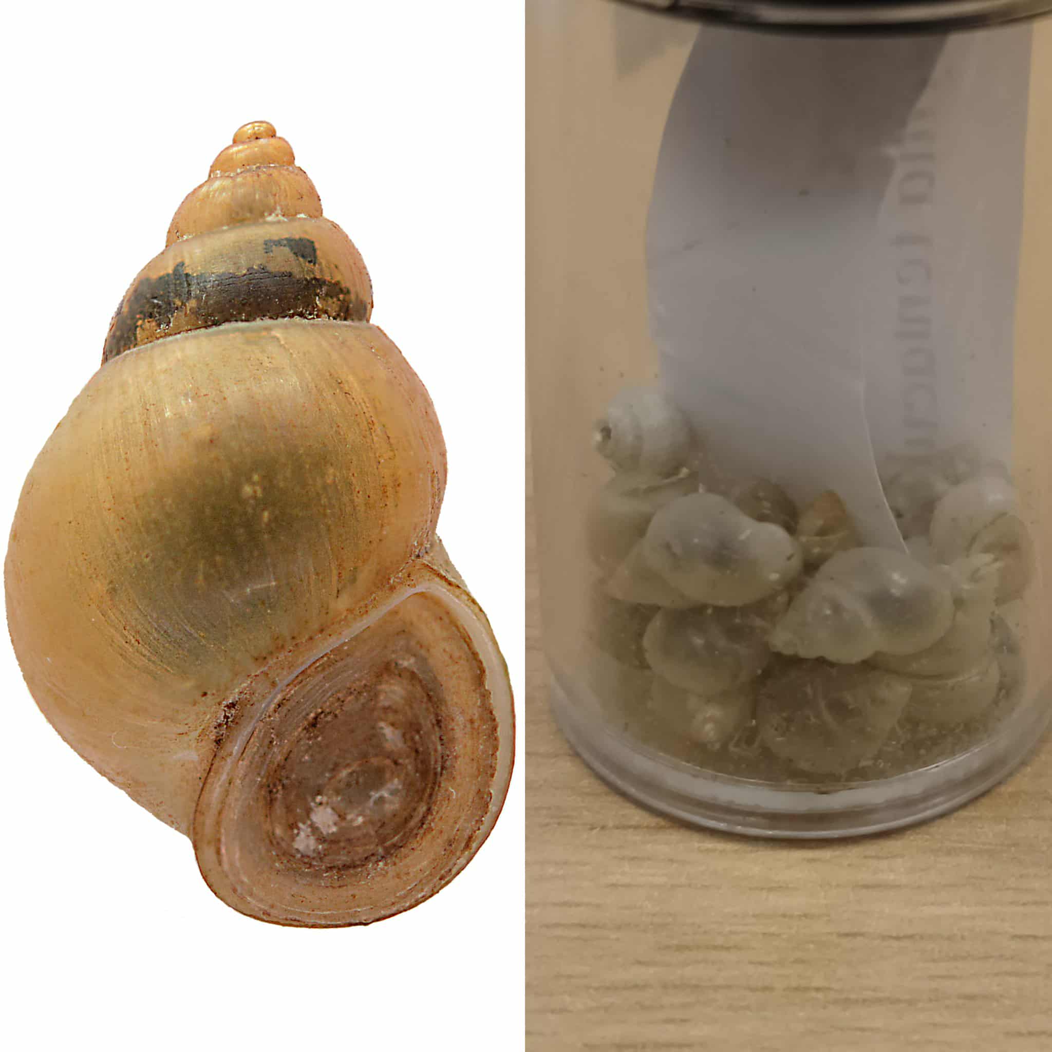 <p>Kmeň: Mollusca (mäkýše)<br>Trieda: Gastropoda (ulitníky)<br>Skupina: Prosobranchia (prednožiabrovce)</p>
