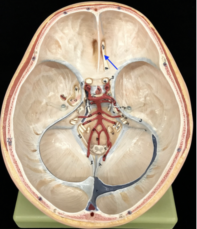 <p>What is the cranial nerve and roman numeral?</p>