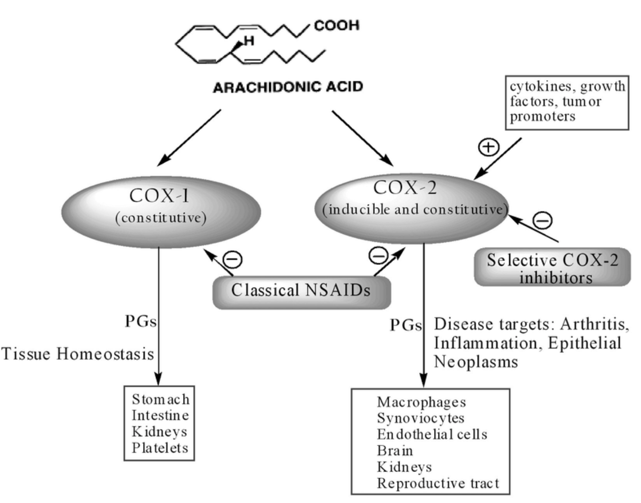<ul><li><p>COX inhibitors inhibit cyclooxygenase</p></li><li><p>COX1 is required for normal “housekeeping” (kidney function, blood clotting, GI tract mucus / protection)</p></li><li><p>COX2 is induced in response to infection / inflammation</p></li><li><p>COX inhibitors are <u>non-selective</u> NSAIDs (non-steroidal anti-infloammatory drugs)</p></li><li><p>called non-selective b/c suppress both COX1 and COX2</p></li><li><p>aspirin, ibuprofen, acetaminophen, diclofenac</p></li><li><p>reduce fever, inflammation, pain</p></li><li><p>aspirin also reduces blood clotting</p></li><li><p>side effects: GI bleeding, stomach ulcers, gastritis, risk of bleeding</p></li><li><p>there are COX2-specific inhibitors e.g. celecoxib</p></li></ul><p></p>