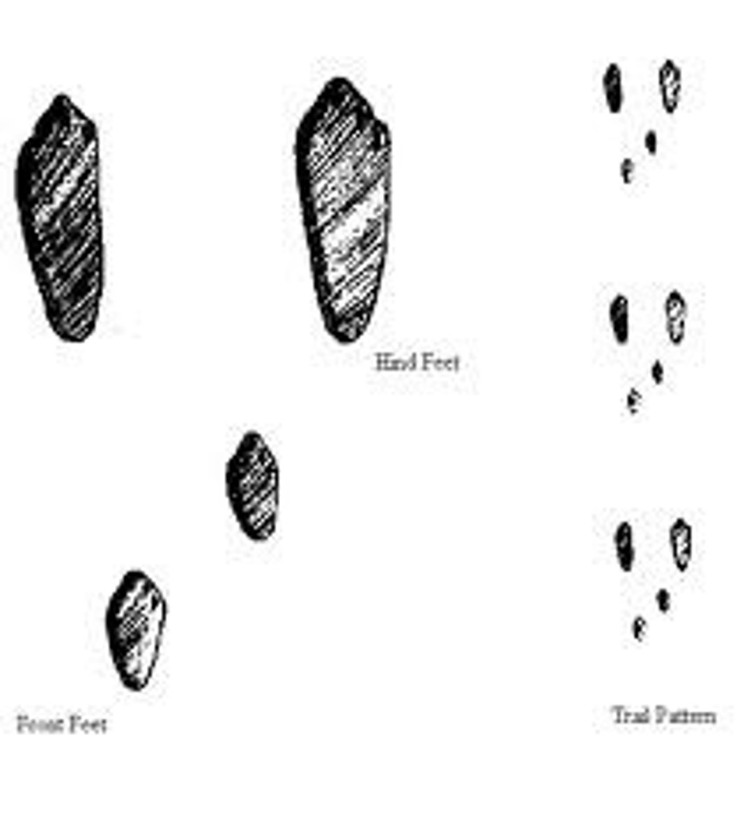 <p>1 1/2" front foot, 3" back foot</p>