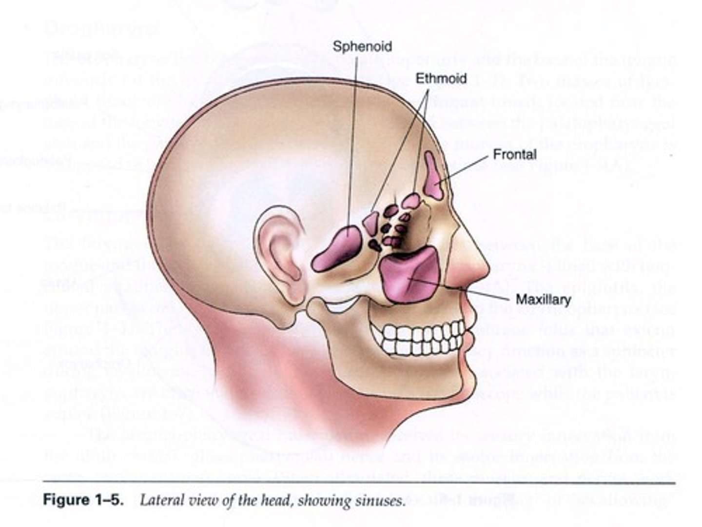 <p>Four groups: three paired (Frontal, Sphenoid, Maxillary) and one that varies in number (Ethmoid).</p>