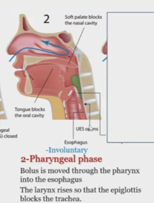 <p>Bolus moved through the pharynx into the esophagus </p><p>larynx rises so epiglottis blocks the trachea </p>