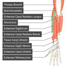 Action: extends wrist, abduction of hand 