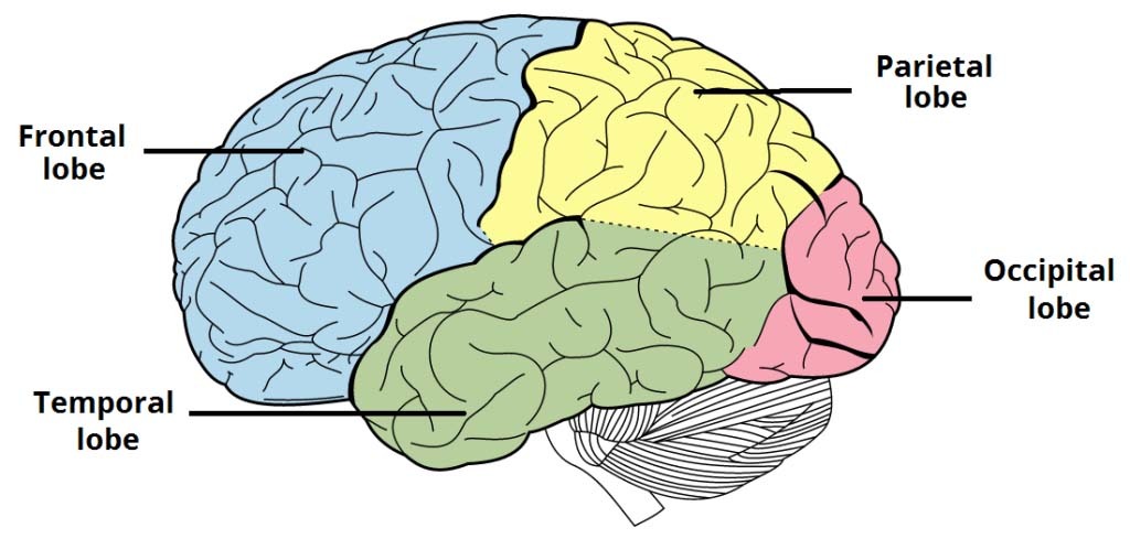 <p>processes visual stimuli, colour, shape, orientation etc…</p>