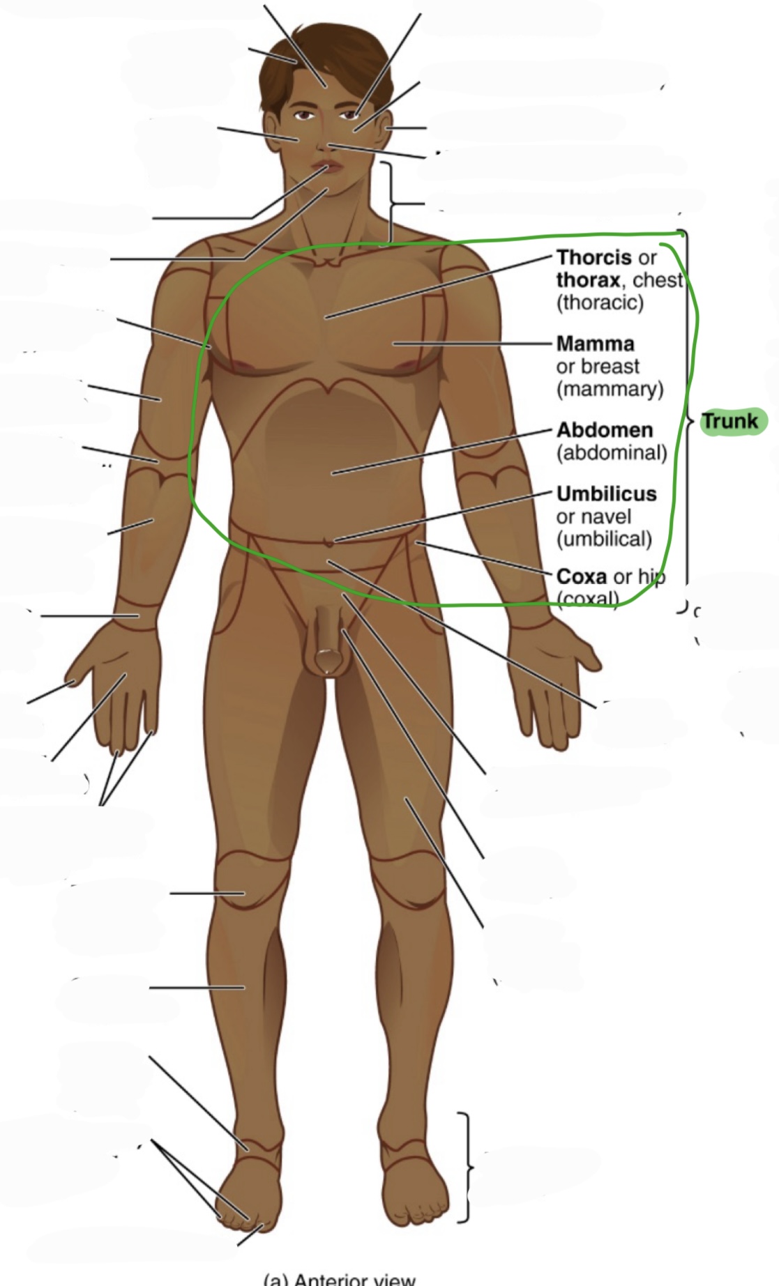 <p>includes:</p><ol><li><p>thorcis/thorax - chest</p></li><li><p>mamma - breast</p></li><li><p>abdomen</p></li><li><p>umbilicus - navel</p></li><li><p>coxa - hip</p></li></ol><p></p>