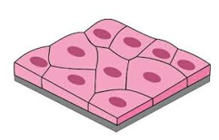 <p><strong><em>STRUCTURE</em></strong></p><p><span>a single layer of of flat cells lining a surface</span></p>
