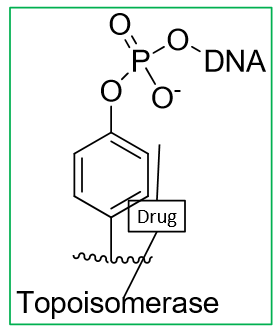 <p>bind to DNA-top I complex</p><ul><li><p>intermolecular interactions between drug and top lead to a stable Drug-DNA-Top I complex</p></li></ul><p></p>