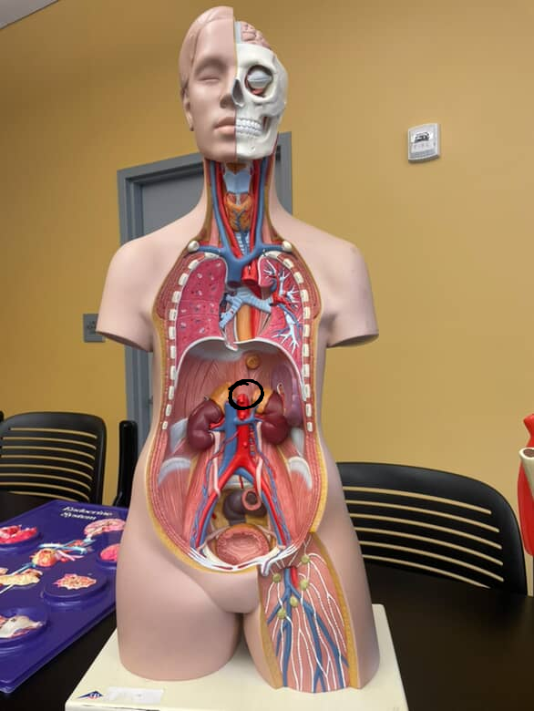 <p>distinctive branch off the descending aorta, going out to form the hepatic artery and splenic artery</p>