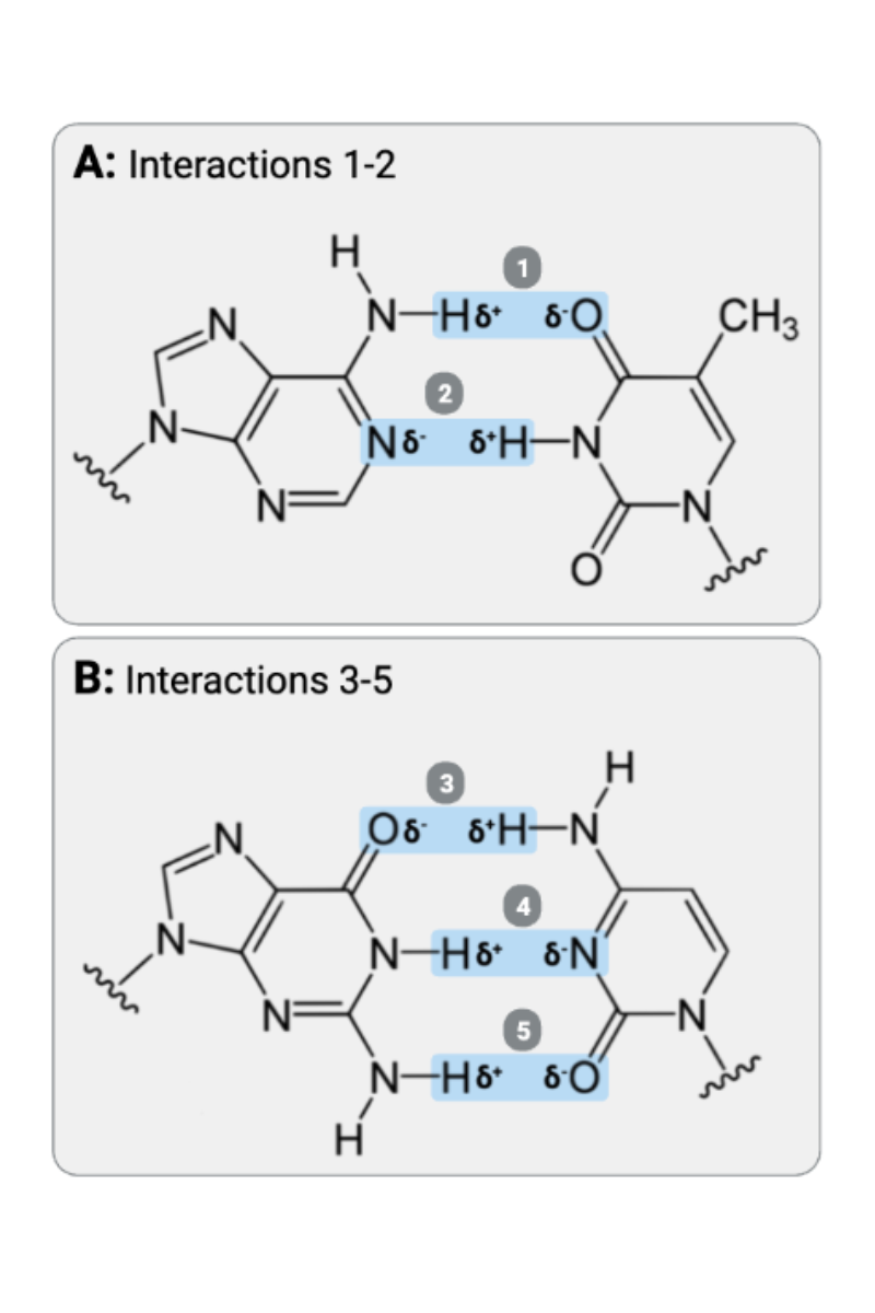 <p>Interactions 3, 4, and 5 are ____?</p><ul><li><p><span>a. covalent bonds</span></p><p></p></li><li><p><span>b. hydrogen bonds</span></p><p></p></li><li><p><span>c. ionic bonds</span></p></li></ul><p></p>