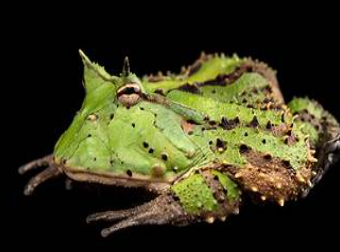 <p>Ceratophrys cornuta</p>