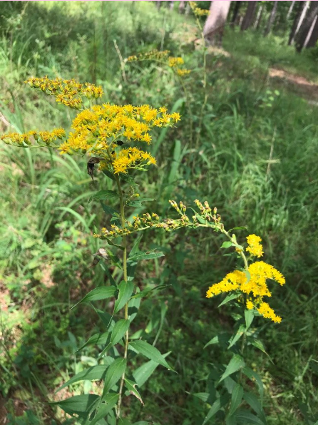 <p>What is the genus of this plant? </p>