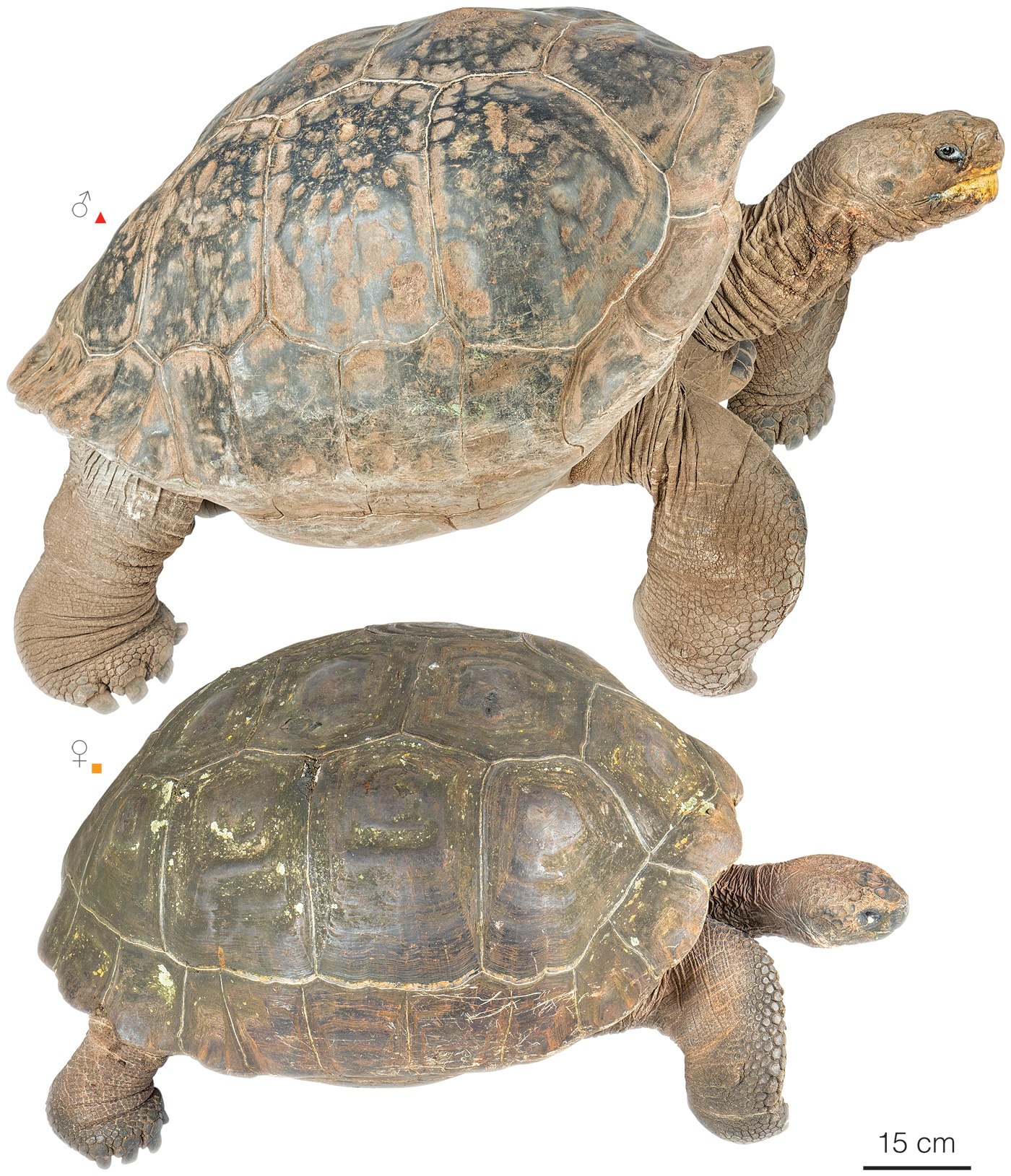 <p>Isabela (Volcan Alcedo Tortoise) </p>