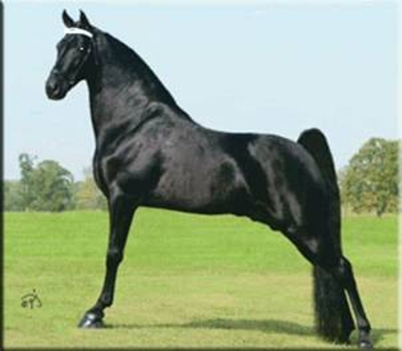 <p>this light breed horse aka "Tennessee Walker, easy to ride, and used in farms and plantation</p>
