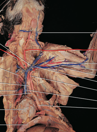 <p>carries oxygenated blood to the head and neck, including the brain</p>