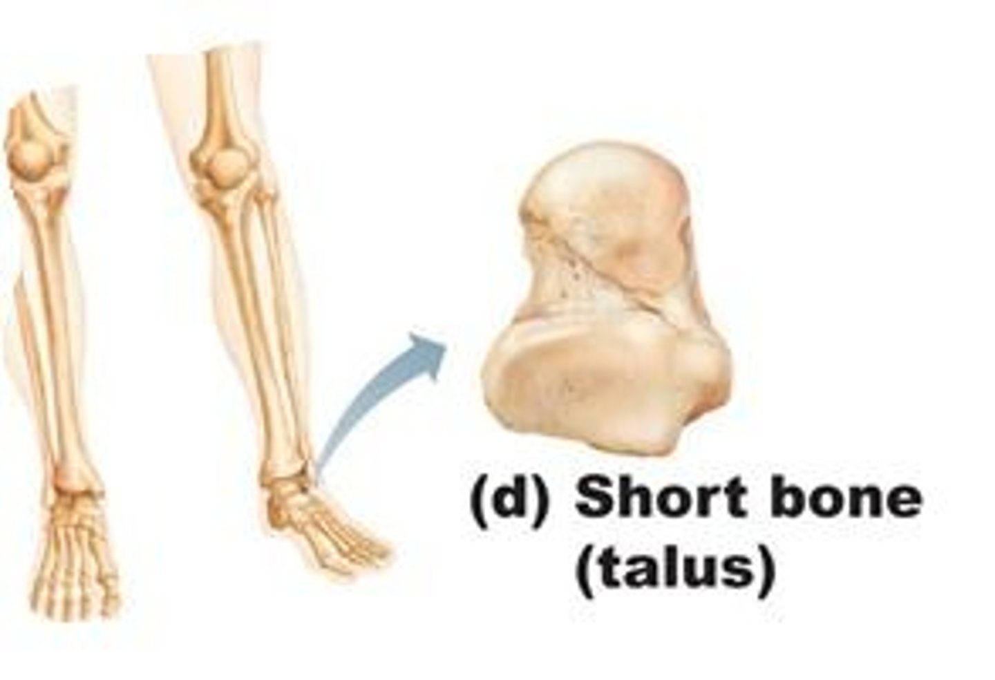 <p>bones with a square-like shape; mostly spongy bone; ex, carpals and tarsals</p>