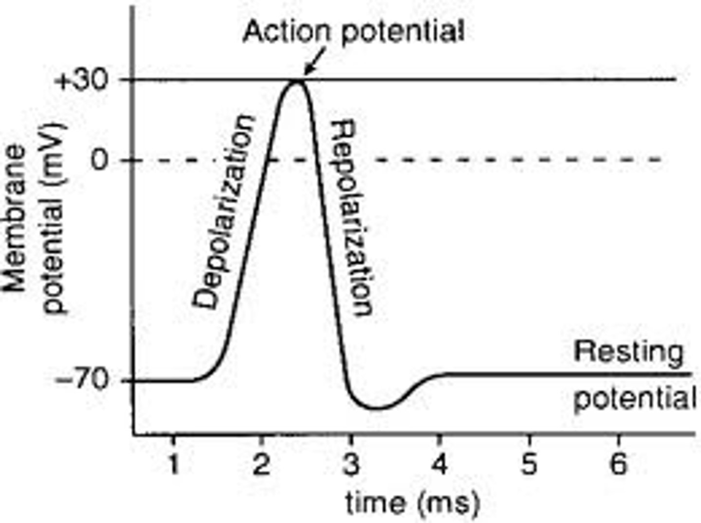 <p>The difference in electric charge between the inside and outside of a neuron's cell membrane</p>