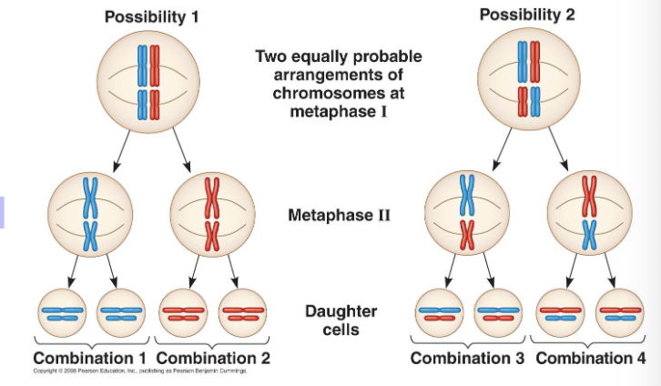 <ul><li><p><strong>Definition:</strong> homologous pairs of chromosomes orient randomly</p></li><li><p>each pair of chromosomes sorts maternal and paternal homologues into daughter cells independently of the other pairs</p><ul><li><p>possible # of combinations is 2^n (where n is the # of chromosomes in a single set) </p><ul><li><p>for humans: n = 23</p></li><li><p>there are more than 8.4 million (2^23) possible combinations </p></li></ul></li></ul></li></ul><p></p>