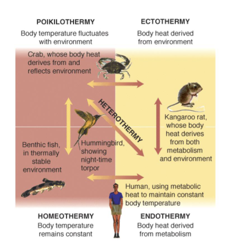 <p>Real animals fall on a spectrum</p>