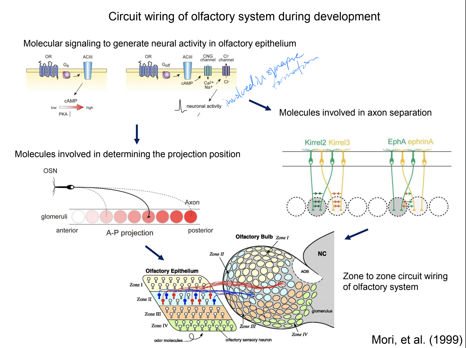 olfaction pathway