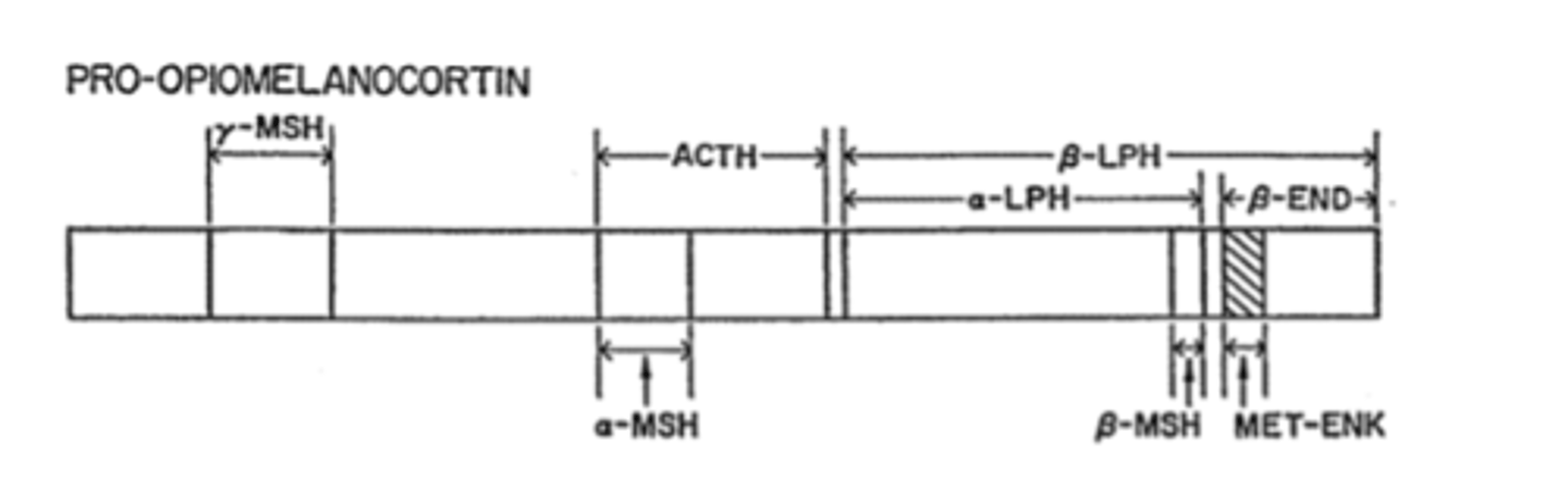 <p>pro-opiomelanocortin (POMC)</p><p>***Although included in POMC, met-Enk is NOT a primary product</p>