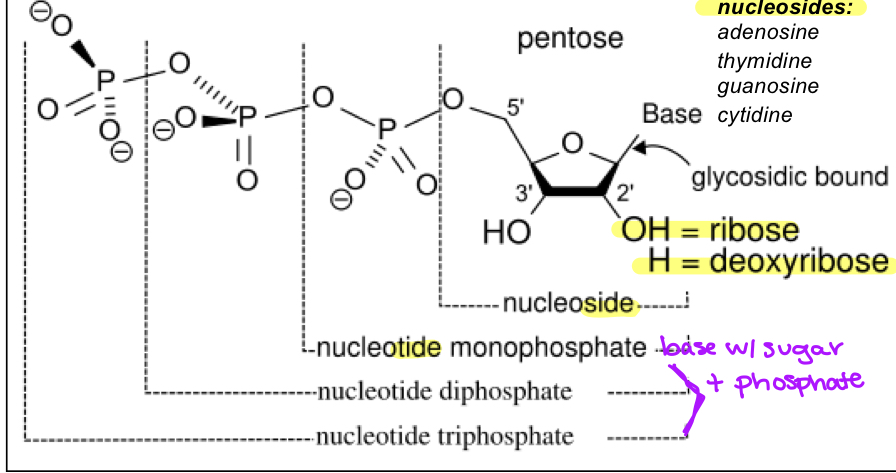 <ul><li><p>base+sugar+phosphate group/s</p></li></ul><p></p>