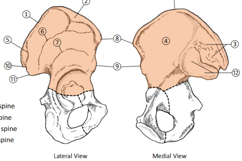 <p>Anterior gluteal line</p>